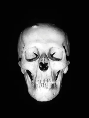 Artistic Skull Still Life